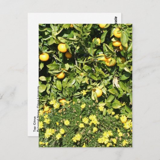 Carte postale Citrus et Euryops (Devant / Derrière)