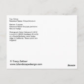 Carte postale Citrus et Euryops (Dos)