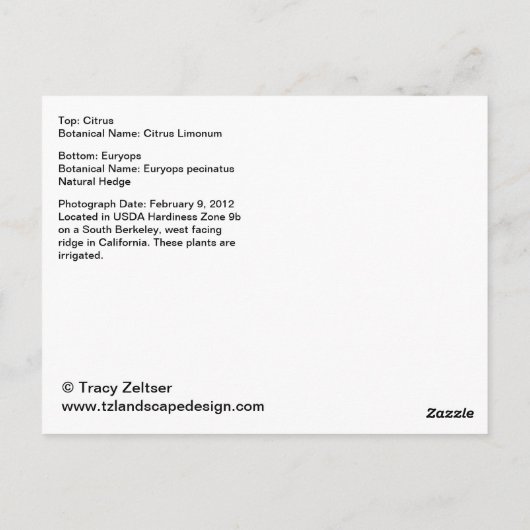Carte postale Citrus et Euryops (Dos)