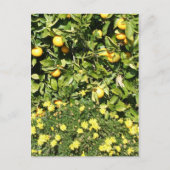 Carte postale Citrus et Euryops (Devant)