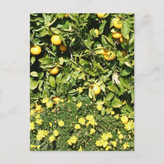 Carte postale Citrus et Euryops (Devant)