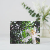 Carte Postale Citrus × limon (Debout devant)