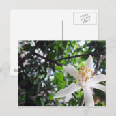 Carte Postale Citrus × limon (Devant / Derrière)