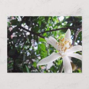 Carte Postale Citrus × limon