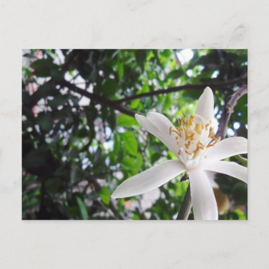 Carte Postale Citrus × limon (Devant)