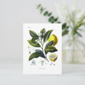 Carte Postale Citrus Limonum (citron) (Debout devant)