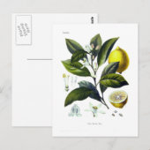 Carte Postale Citrus Limonum (citron) (Devant / Derrière)