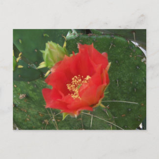 Carte postale City Cactus 3