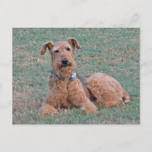 Carte postale CJ-Airedale Terrier