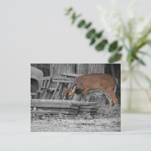 Carte Postale Clairement important (Debout devant)