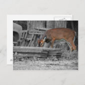 Carte Postale Clairement important (Devant / Derrière)