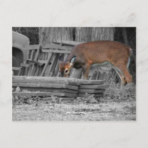 Carte Postale Clairement important