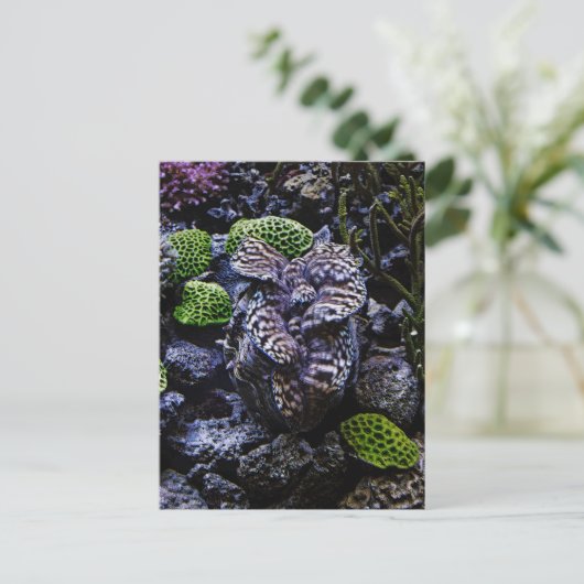 Carte Postale Clam géant (Debout devant)