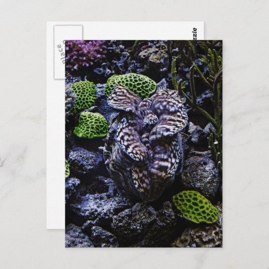 Carte Postale Clam géant (Devant / Derrière)