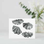 Carte Postale Clam géant à flocons (Debout devant)