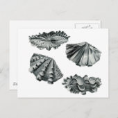 Carte Postale Clam géant à flocons (Devant / Derrière)