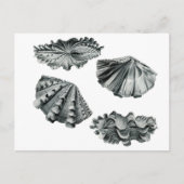 Carte Postale Clam géant à flocons (Devant)