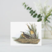Carte Postale Clapper Rail par Audubon (Debout devant)