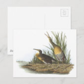 Carte Postale Clapper Rail par Audubon (Devant / Derrière)