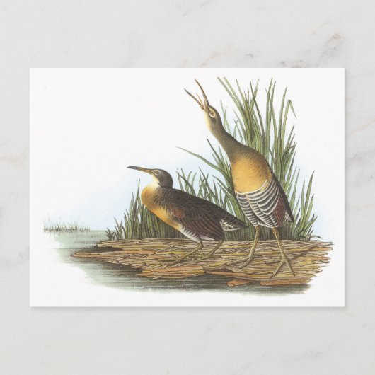 Carte Postale Clapper Rail par Audubon (Devant)