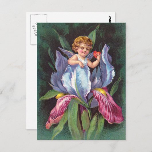 Carte Postale Clapsaddle : Fleur Cherub Iris (Devant / Derrière)
