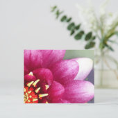 Carte postale Claret Colorée Water Lily (Debout devant)