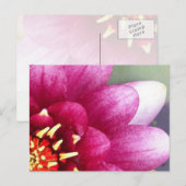 Carte postale Claret Colorée Water Lily (Devant / Derrière)