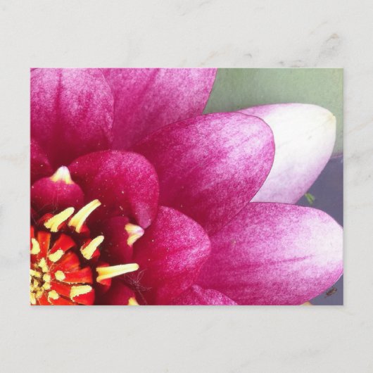 Carte postale Claret Colorée Water Lily (Devant)