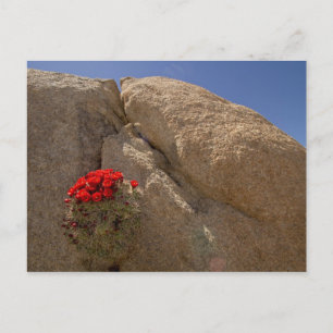 Carte Postale Claret cup ou cactus de Mojave en fleurs