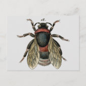 Carte Postale Classic Zoological Etching of a Bumble Bee (Devant)
