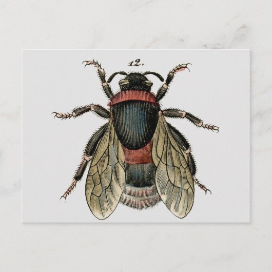 Carte Postale Classic Zoological Etching of a Bumble Bee (Devant)
