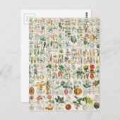 Carte Postale Classifications de Plante de violet, de pavot (Devant / Derrière)