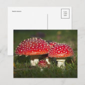 Carte postale classique (Devant / Derrière)