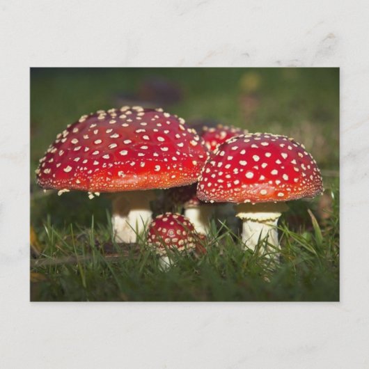 Carte postale classique (Devant)