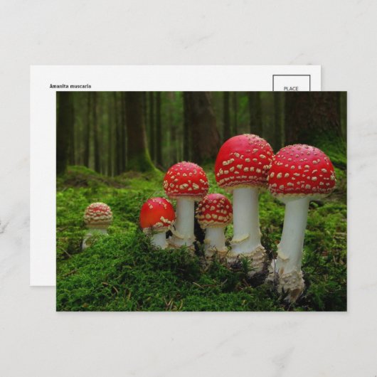 Carte postale classique (Devant / Derrière)