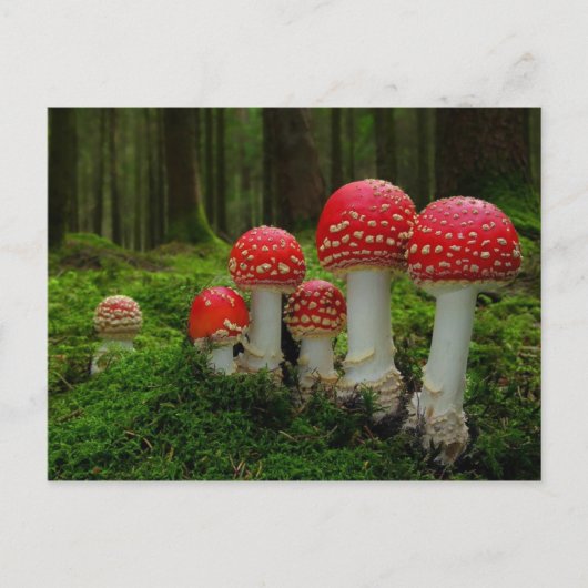 Carte postale classique (Devant)