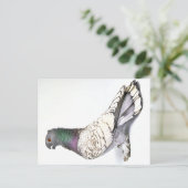 Carte postale classique à pigeon de frill (Debout devant)