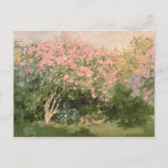 Carte Postale Claude Monet | Lilac au soleil, 1873<br><div class="desc">Lilac au soleil,  1873 | par Claude Monet | Lieu de l'art : Musée Pouchkine,  Moscou,  Russie | Artiste français | Numéro de collection d'images : XIR182548</div>