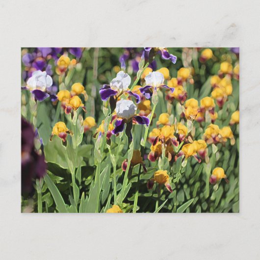 Carte Postale Claude Monet Type Stylisé Jardin Iris (Devant)