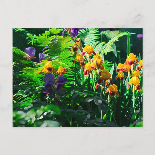 Carte Postale Claude Monet Type Stylisé Jardin Iris (Devant)
