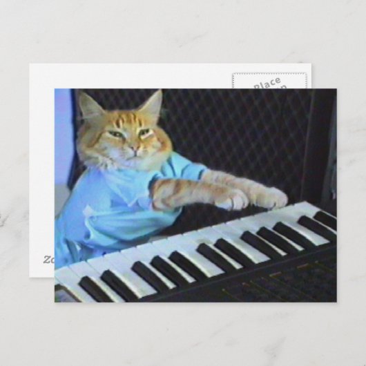 Carte Postale Clavier Cat ! (Devant / Derrière)