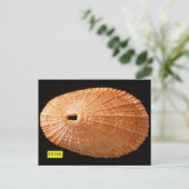 Carte Postale Clavier (Diodora italica) (Debout devant)