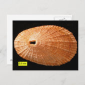 Carte Postale Clavier (Diodora italica) (Devant / Derrière)