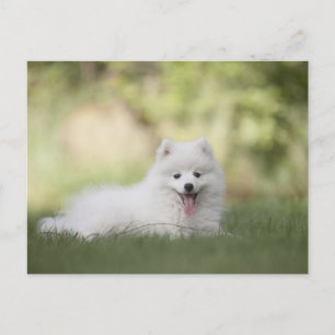 Carte Postale Clé blanche souple Chiot