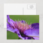 Carte postale Clematis (Devant / Derrière)