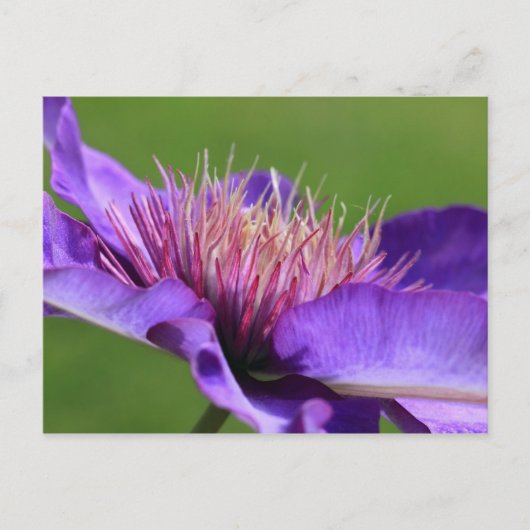 Carte postale Clematis (Devant)