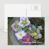 Carte postale Clematis (Devant / Derrière)