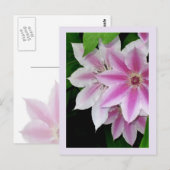 Carte Postale Clematis (Devant / Derrière)