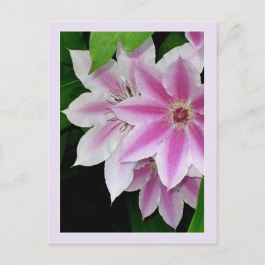Carte Postale Clematis (Devant)