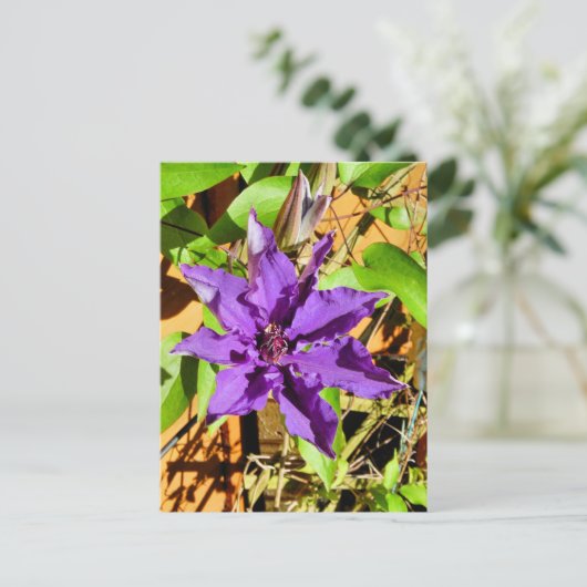 CARTE POSTALE CLEMATIS (Debout devant)